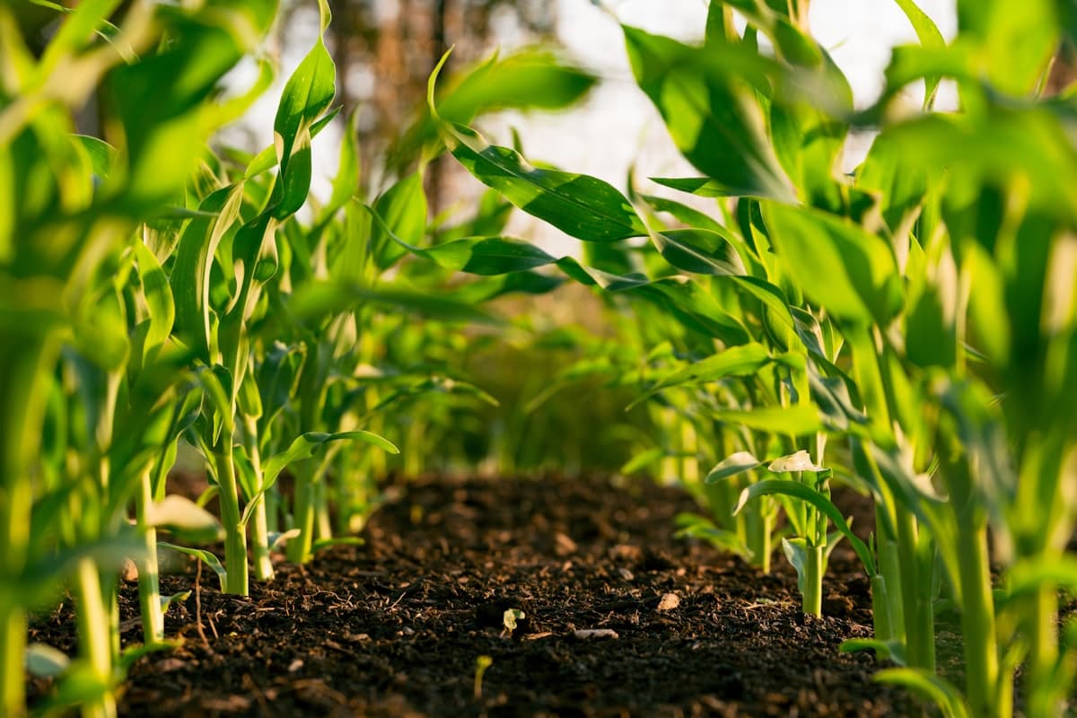 Agricultural Water Treatment Systems: Greenhouse Irrigation Market Analysis