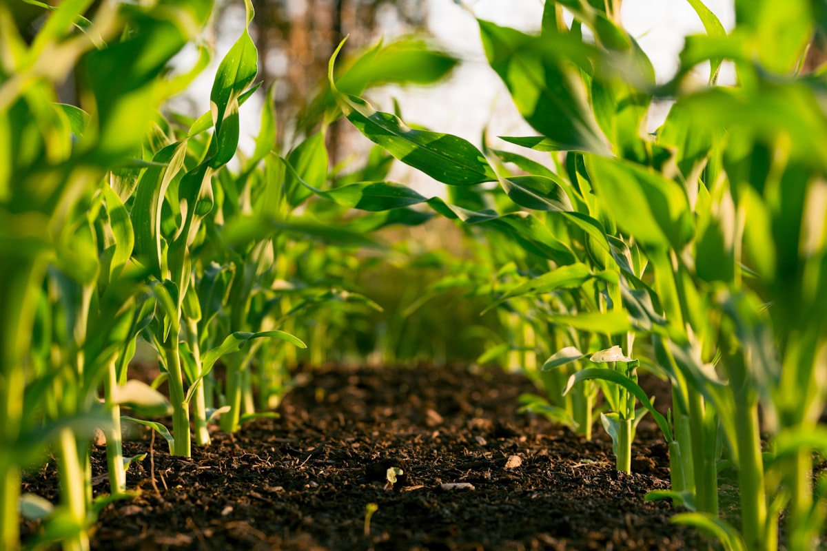 Agricultural Water Treatment Systems: Greenhouse Irrigation Market Analysis